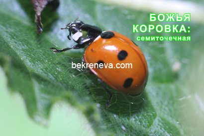 bogiya-korovka