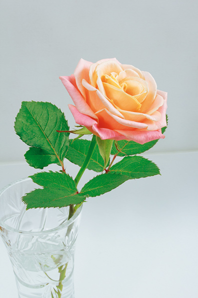 %_tempFileNameflowers-white-0581-yellow-rose-rose%