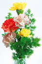 %_tempFileNameflowers-white-0185-gvozdika-asparagus-23-fevralya-9-may%