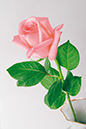 %_tempFileNameflowers-white-0452-rose-rose%