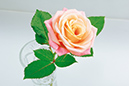 %_tempFileNameflowers-white-0578-yellow-rose-rose%