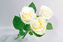 %_tempFileNameflowers-white-0771-white-roses%