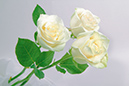 %_tempFileNameflowers-white-0773-white-roses%