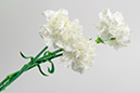%_tempFileNameflowers-white-0777-white-gvozdika%