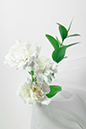 %_tempFileNameflowers-white-0779-white-gvozdika-ruskus%