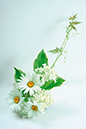 %_tempFileNameflowers-white-0811-romashka-gortenziya-dikiy-vinograd%