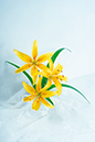 %_tempFileNameflowers-white-0823-yellow-lilii%
