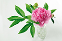 %_tempFileNameflowers-white-2343-rose-pion%