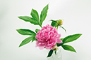 %_tempFileNameflowers-white-2344-rose-pion%
