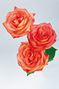 %_tempFileNameflowers-white-3555-red-rose%
