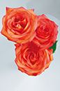 %_tempFileNameflowers-white-3559-red-rose%