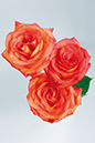 %_tempFileNameflowers-white-3562-red-rose%