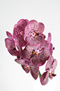 %_tempFileNameflowers-white-3969-orhideya-vanda-black%