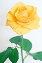 %_tempFileNameflowers-white-9648-yellow-rose%