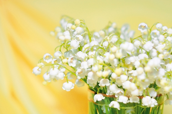 %_tempFileNameflowers-0190-lily-of-the-valley-convallaria-yellow%