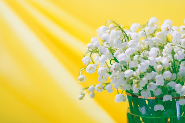 %_tempFileNameflowers-0213-lily-of-the-valley-convallaria-yellow%