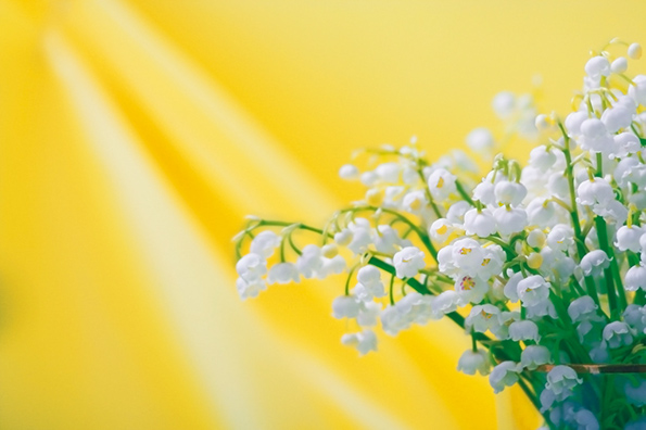%_tempFileNameflowers-0231-lily-of-the-valley-convallaria-yellow%