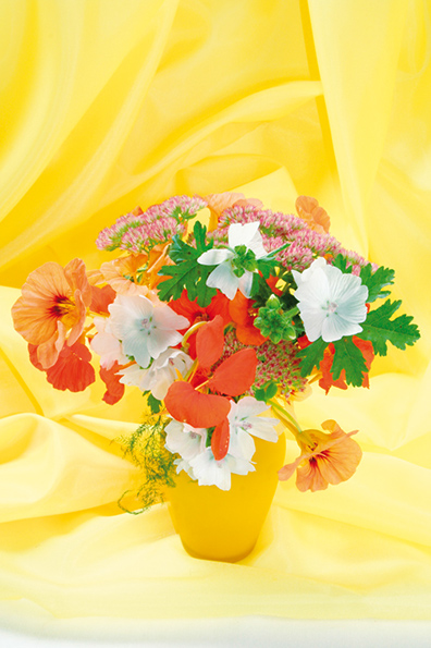 %_tempFileNameflowers-8304-nasturtsiya-malva-ochitok-yellow%