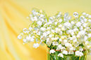 %_tempFileNameflowers-0190-lily-of-the-valley-convallaria-yellow%