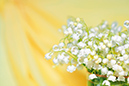 %_tempFileNameflowers-0202-lily-of-the-valley-convallaria-yellow%