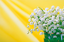 %_tempFileNameflowers-0212r-lily-of-the-valley-convallaria-yellow%