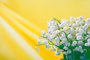 %_tempFileNameflowers-0222-lily-of-the-valley-convallaria-yellow%