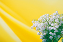 %_tempFileNameflowers-0227-lily-of-the-valley-convallaria-yellow%