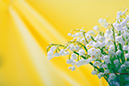 %_tempFileNameflowers-0231-lily-of-the-valley-convallaria-yellow%