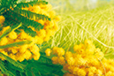 %_tempFileNameflowers-0390-mimoza-RGB-k-v-CMYK-e%