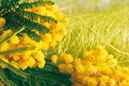 %_tempFileNameflowers-0390-mimoza-macro-green%