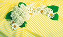 %_tempFileNameflowers-0802-white-romashka-gortenziya%