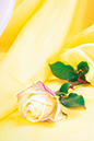 %_tempFileNameflowers-2602-rose-yellow%