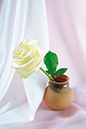 %_tempFileNameflowers-4602-white-rose-kuvshin%