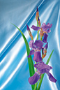 %_tempFileNameflowers-5077-iris-blue%