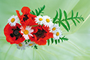 %_tempFileNameflowers-5947-mak-orange-white-romaska-green%