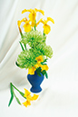 %_tempFileNameflowers-6826_1-iris-yellow-khrizantema-green%