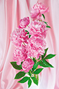 %_tempFileNameflowers-6834-pion-rose%