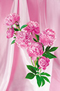 %_tempFileNameflowers-6851-pion-rose%