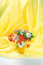 %_tempFileNameflowers-8306-nasturtsiya-malva-ochitok-yellow%