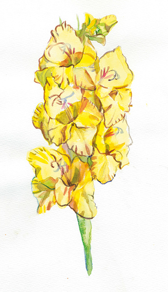 %_tempFileName2003-300-gladiolus-yellow%