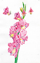 %_tempFileName2003-300-gladiolus-rose%