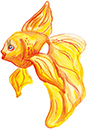 %_tempFileName2013-zolotaya-rybka-gold-fish%