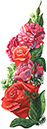 %_tempFileNameflowers2-roses-pion%