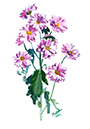 %_tempFileNamegraphic-guash-flowers-khrizantema%